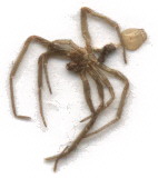 spider exoskeleton