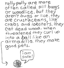 rolly polly are more often
called pill bugs or woodlice.
but they aren't bugs or lice.
they are crustaceans like
crabs and lobsters. they eat
dead wood. when threatened
they curl up into a ball like
an armadillo. they make good
pets.